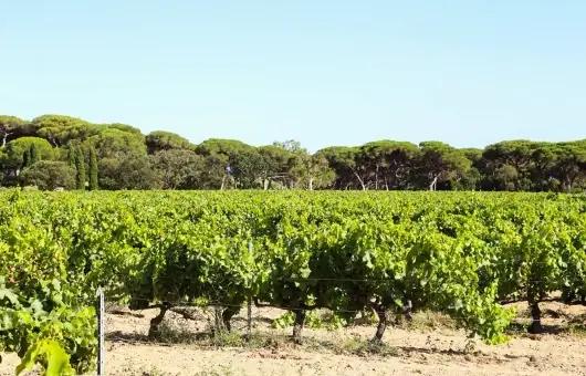 Provence – Frankrikes äldsta vinproducerande region