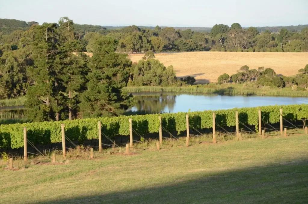 Regionen Victoria har flest vingårdar i Australien – det här är din insiderguide till vingårdarna