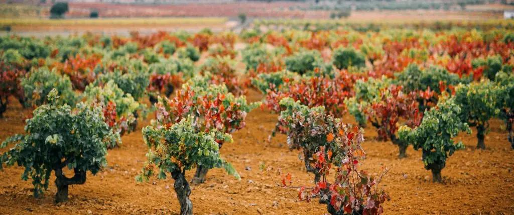 Castilla-La Mancha – Din insider guide till en av de bästa vinregionerna i Spanien