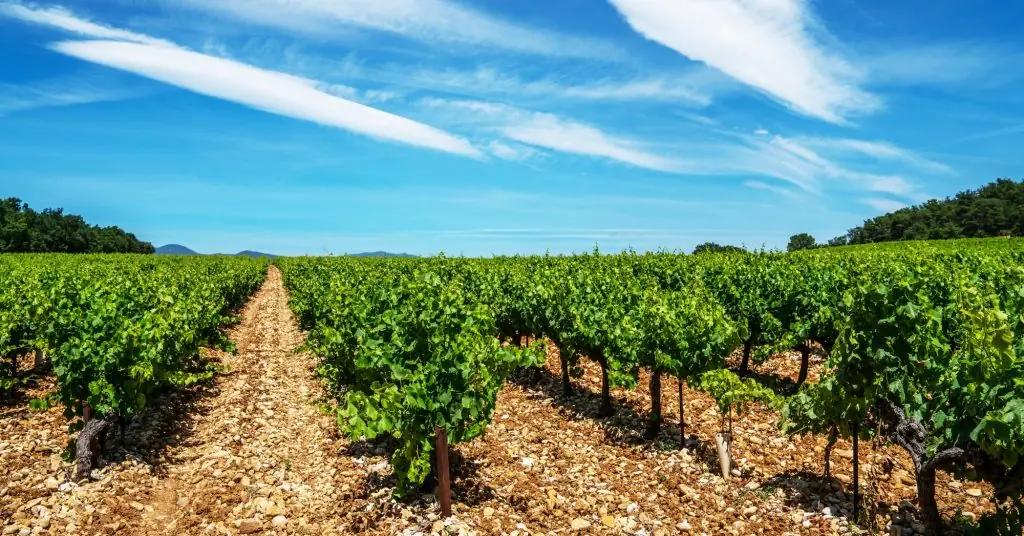 cote-du-rhone