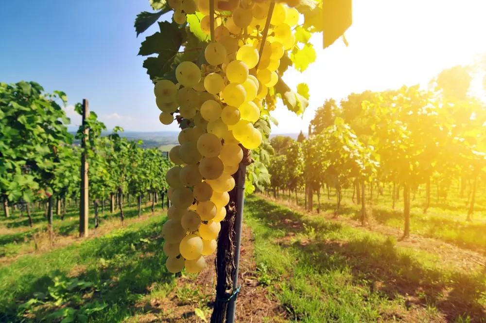 druvor för torrt vitt vin