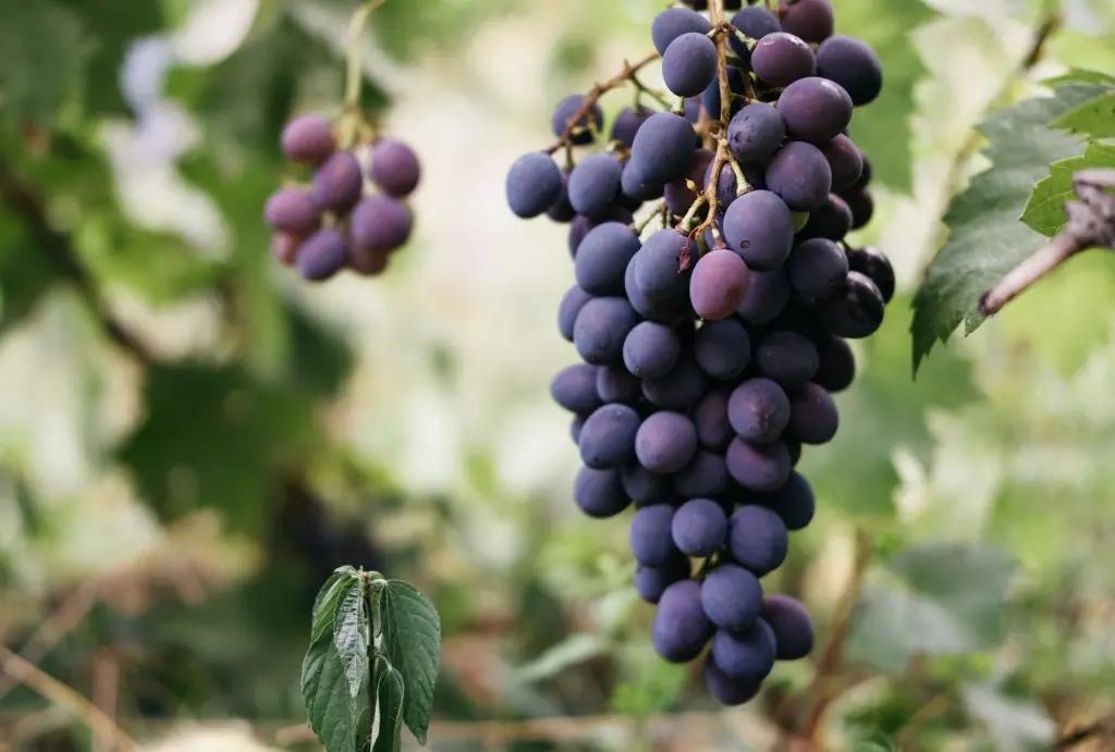 zinfandel-vin-italien