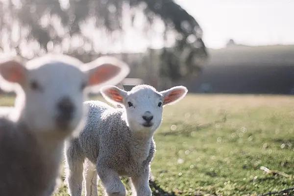 biodynamsikt får