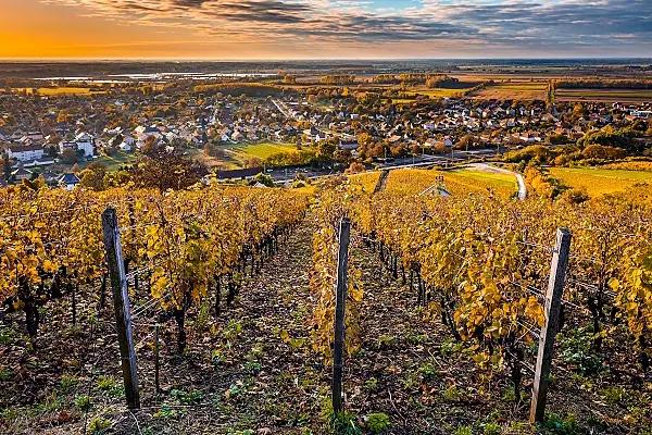 sott-vin-vingardar-med-utsikt
