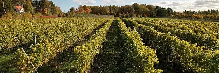 Enkät: Vad tycker du om svenskt vin?