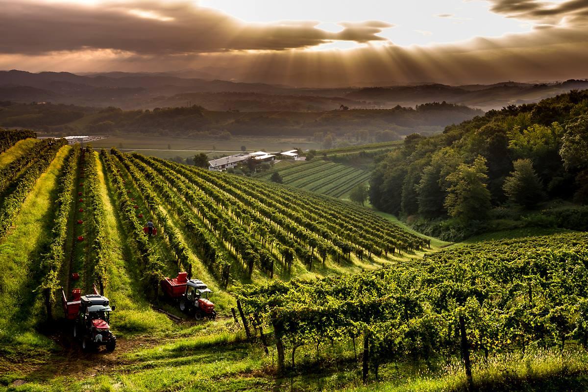 Friuli – Vinregionen i Norra Italien – Här är din insider guide till vingårdarna